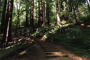 Family Package in San Francisco